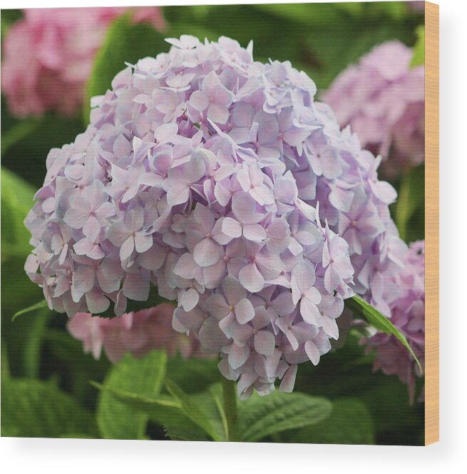 Hydrangea Wood Print featuring the photograph Hydrangea in Full Bloom by Mary Anne Delgado