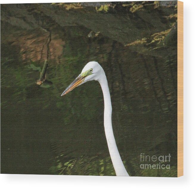 Wild Life Wood Print featuring the photograph Looking for Prey by Patricia Youngquist