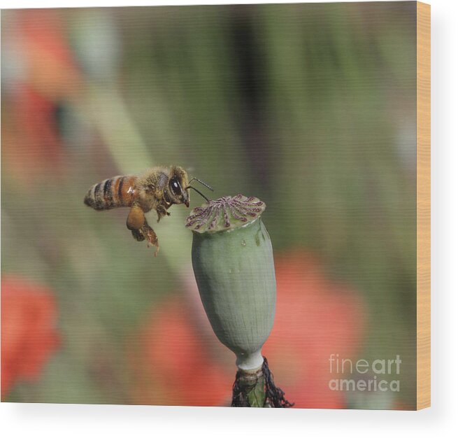Honeybee Wood Print featuring the photograph No Pollen Here by Gary Wing