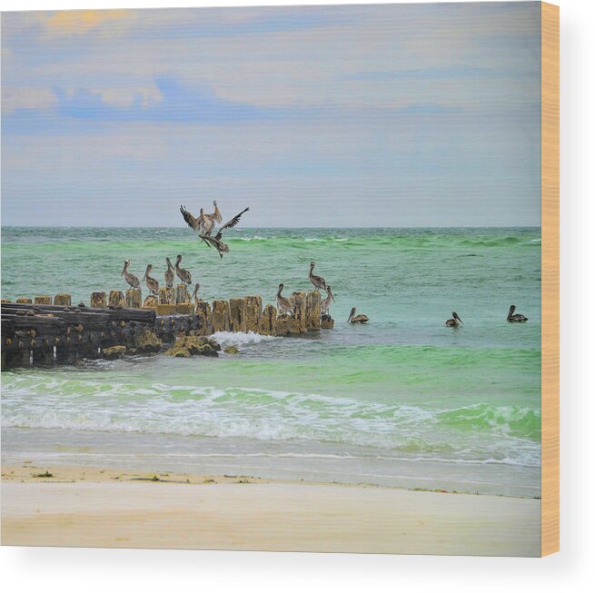 Pelicans Wood Print featuring the photograph Pelicans in Florida by Alison Belsan Horton
