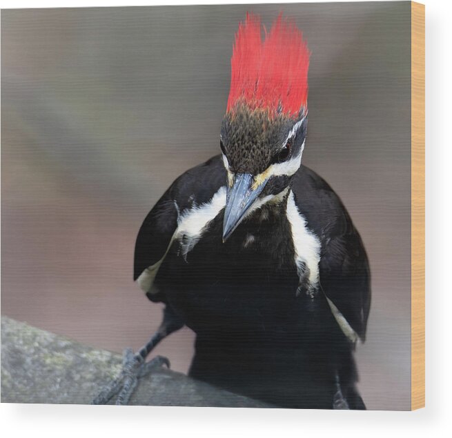 Woodpecker Wood Print featuring the photograph Petrie by Art Cole