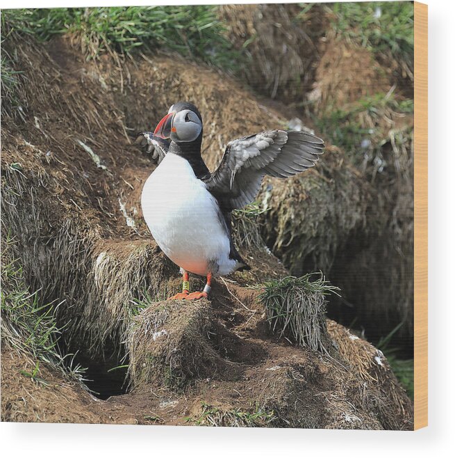 Puffin Wood Print featuring the photograph Puffin 2 - Northeast Iceland by Richard Krebs