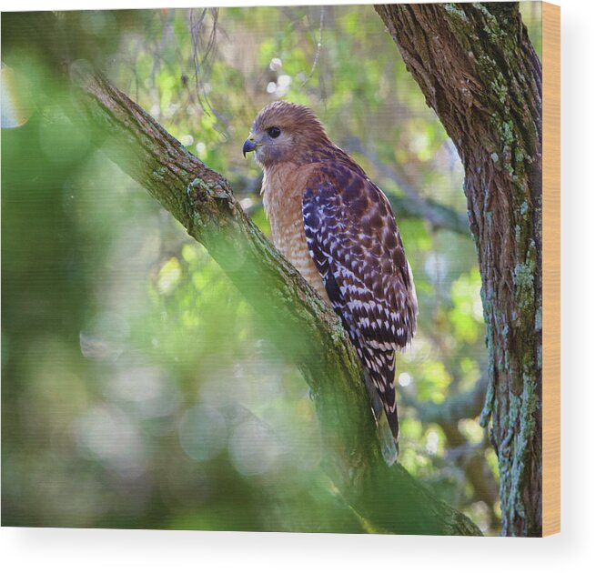 Red Shouldered Hawk Wood Print featuring the photograph Red Shouldered Hawk by Kandy Hurley