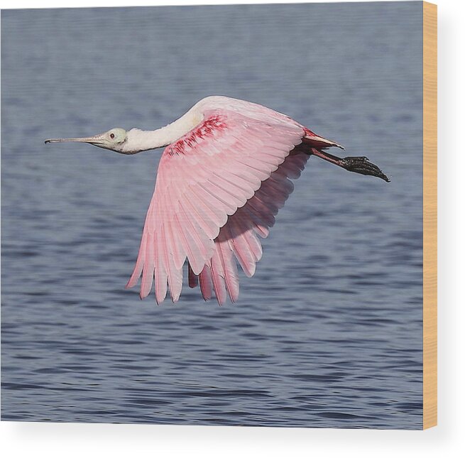 Roseate Spoonbill Wood Print featuring the photograph Roseate Spoonbill 6 by Mingming Jiang