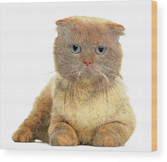 Scottish Fold Wood Print featuring the painting So Cute, Scottish Fold Cat by Custom Pet Portrait Art Studio