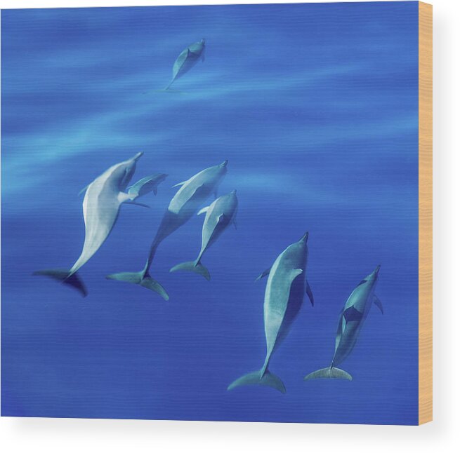 Animal Wood Print featuring the photograph Spinner dolphins off coast of Kauai with leader clearly winning by Steven Heap
