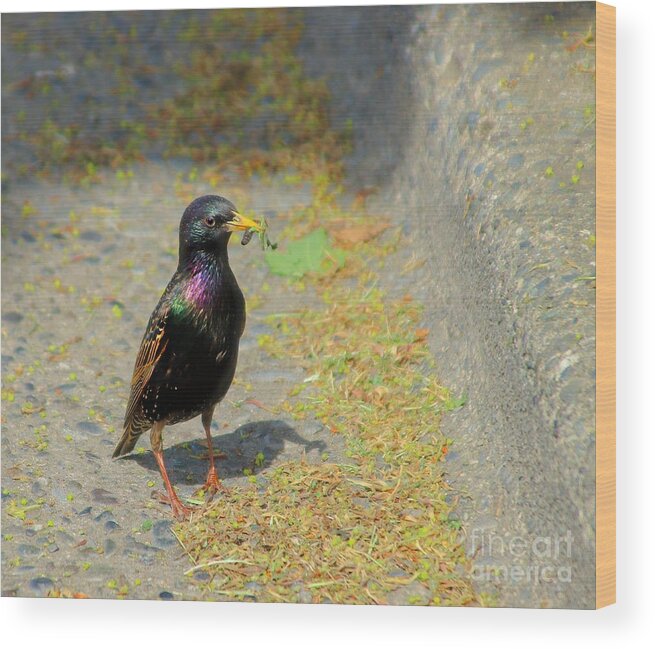 Starling Wood Print featuring the photograph Startled Starling by Kimberly Furey
