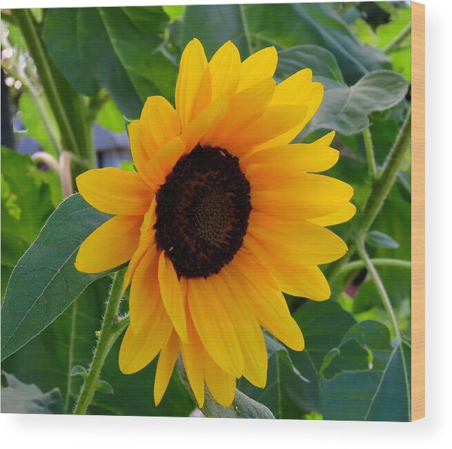 Flowers Wood Print featuring the photograph Sunflower - Two by Linda Stern