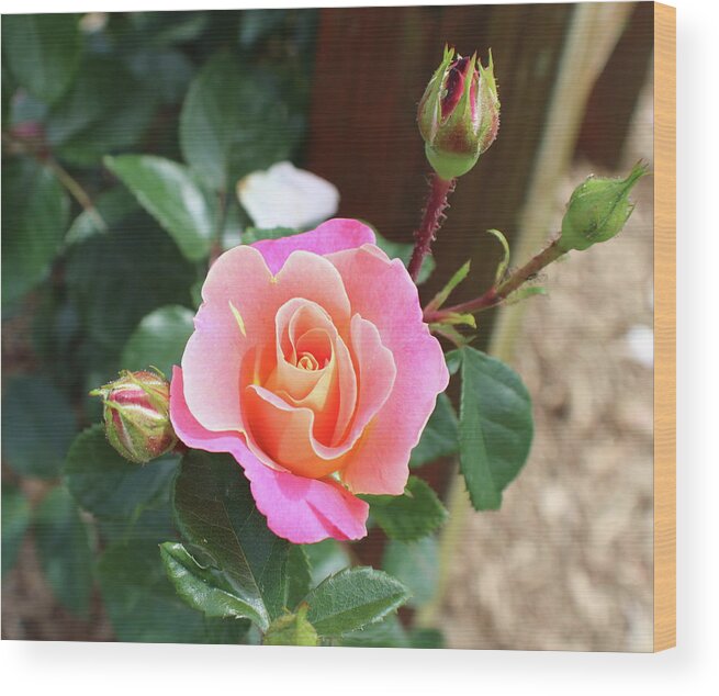 Ombre Wood Print featuring the photograph Sunset Ombre Rose by Kathy Pope