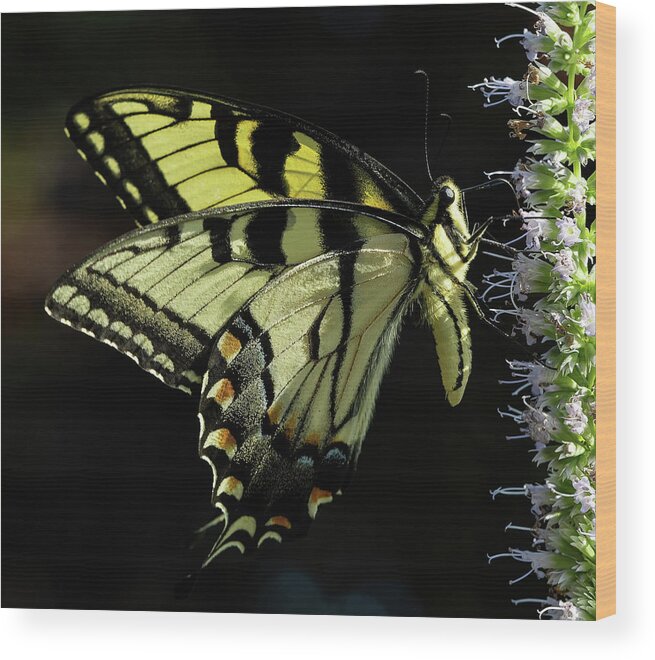 Butterfly Wood Print featuring the photograph Swallowtail Butterfly by William Jobes