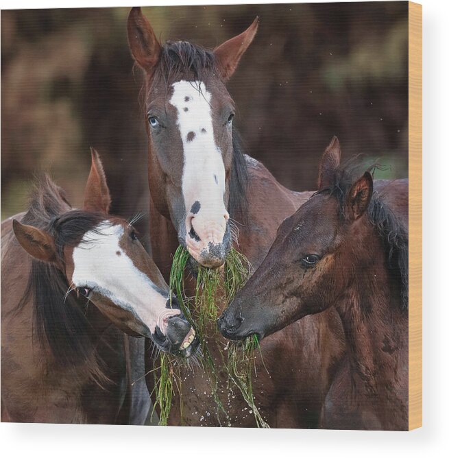 Stallion Wood Print featuring the photograph The Blue-Eyed Mare. by Paul Martin