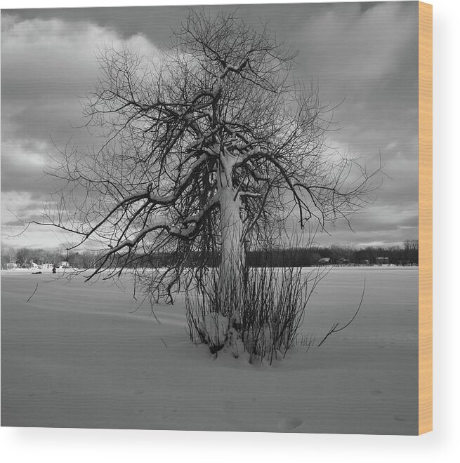 Snow Wood Print featuring the photograph The calm after the storm by Carl Marceau