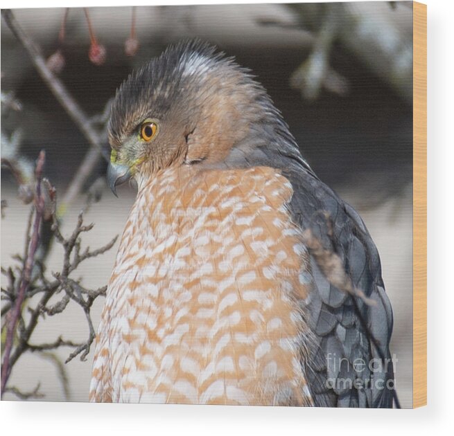 Raptor Wood Print featuring the photograph The Flight Colors of Nature by David Taylor