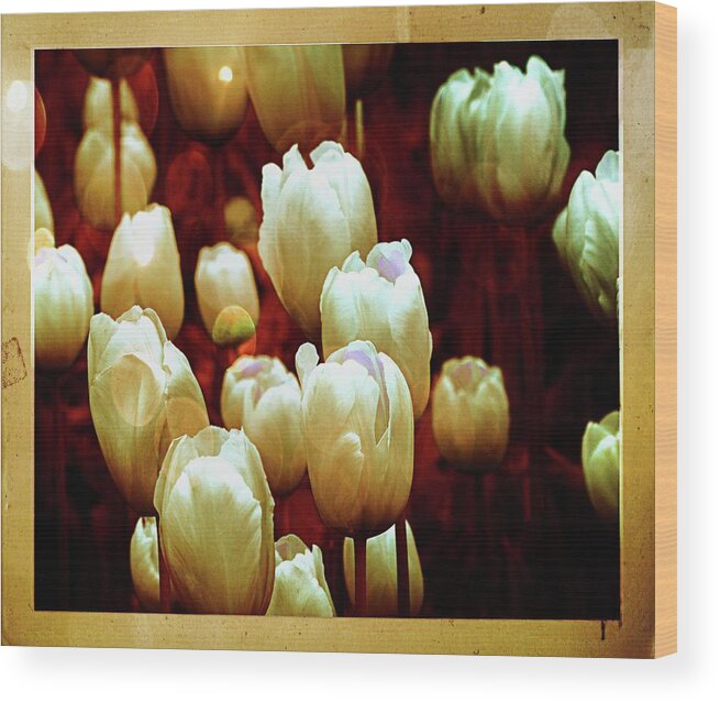 Tulips Wood Print featuring the photograph Tulips Garden Hibster by Michelle Liebenberg