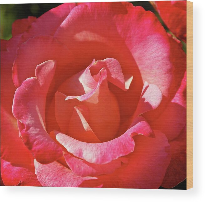 Rose Wood Print featuring the photograph Unfurling by Michele Myers
