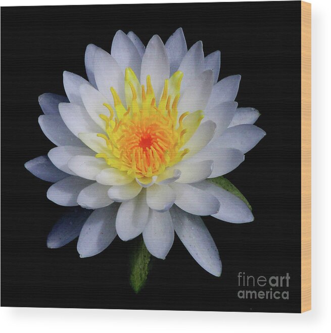 White Wood Print featuring the photograph White Water Lily by Neala McCarten