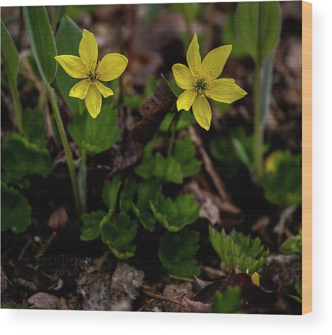 Windflower Wood Print featuring the photograph Windflower by Fred Denner