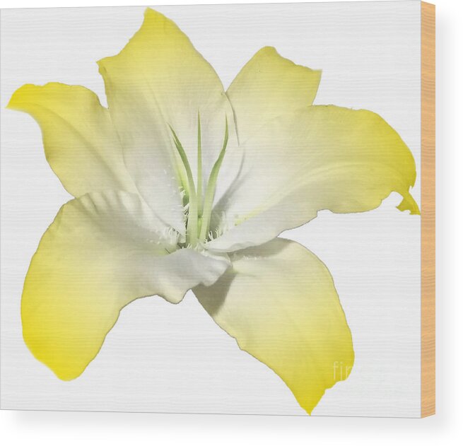 Yellow Wood Print featuring the photograph Yellow Lily Flower Best for Shirts and Bags by Delynn Addams