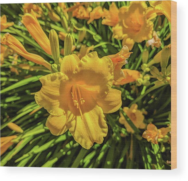 Yellow Lily Wood Print featuring the photograph Yellow Lily by Peggy McCormick