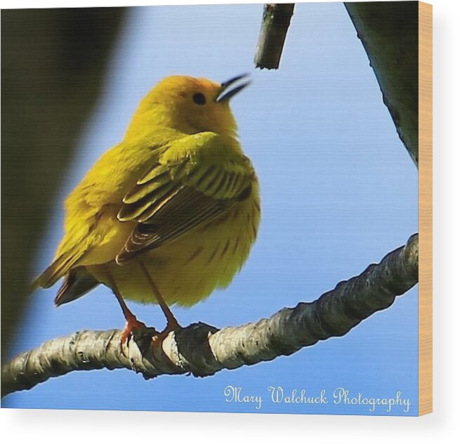 Yellow Warbler Wood Print featuring the photograph Yellow Warbler Singing in the Spotlight by Mary Walchuck