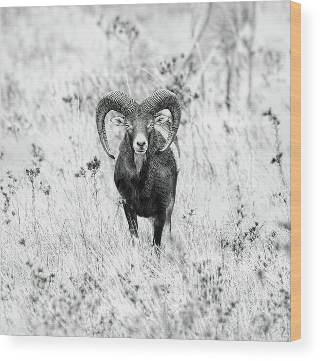 Mouflon Wood Print featuring the photograph (  ) by Nicol??s Merino