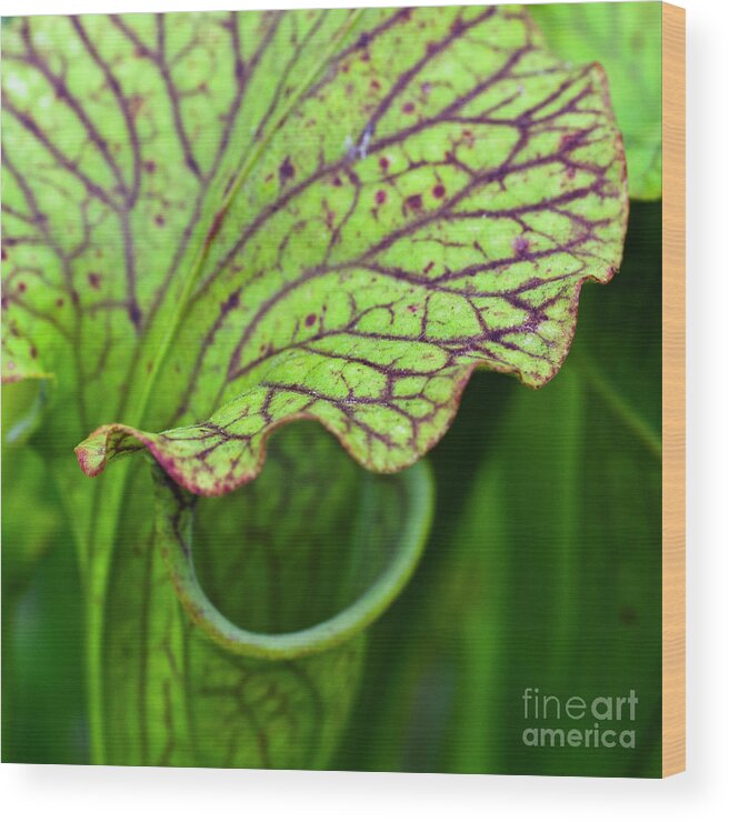 Pitfall Trap Wood Print featuring the photograph Pitcher Plants by Heiko Koehrer-Wagner