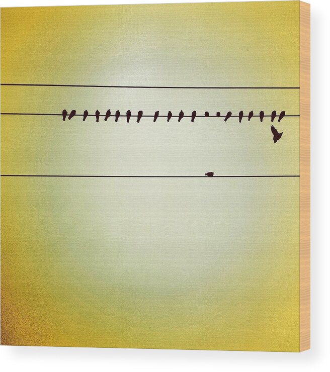  Wood Print featuring the photograph Birds On A Wire by Julie Gebhardt