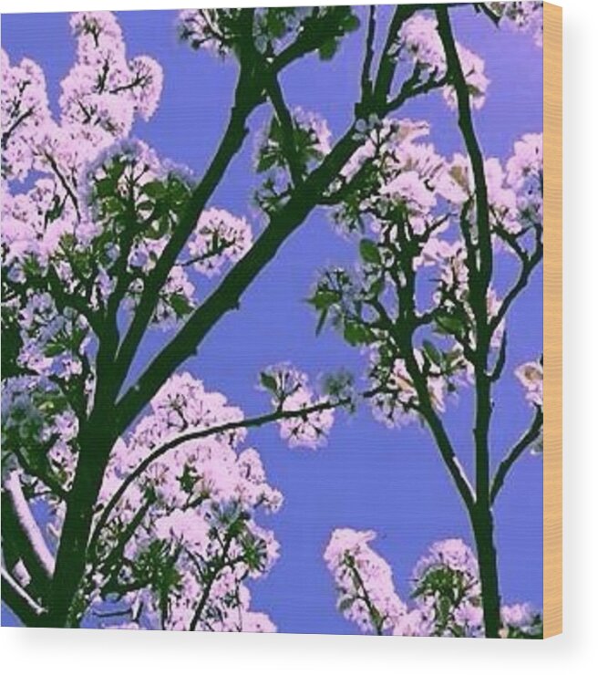 Blossom Flower Plant Tree Trees Nature Petals Looking Up Pretty Background Love Instalove Grow Garden Sky Happy Earth Wood Print featuring the photograph Blossom Tree #2 by Candy Floss Happy