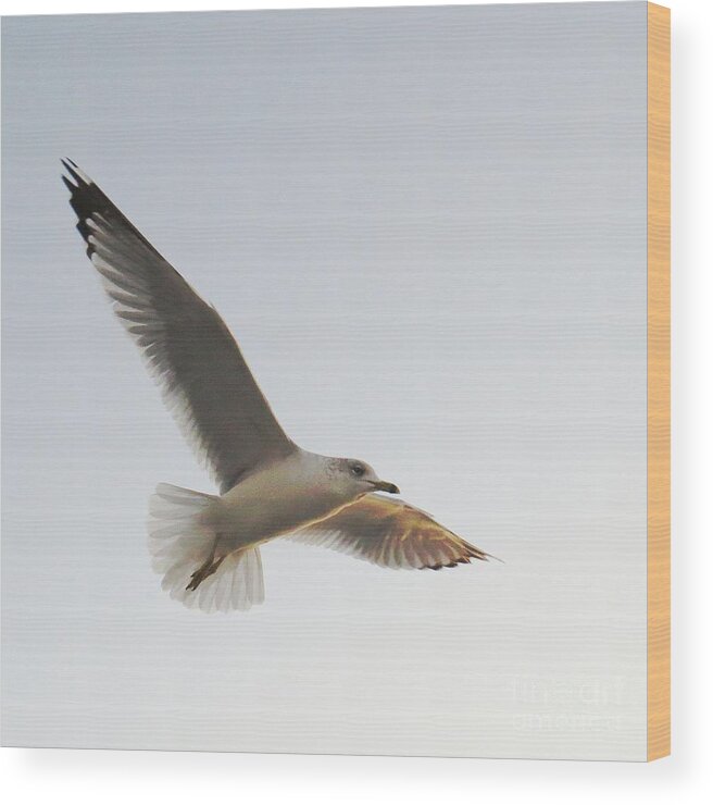 Birds Flying Wood Print featuring the photograph Born Free #2 by Scott Cameron