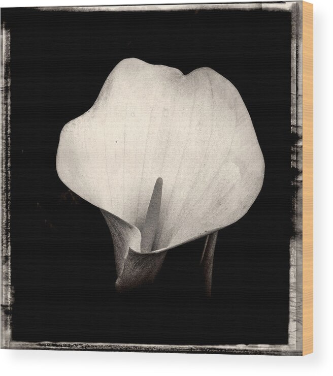 Flower Wood Print featuring the photograph Brooklyn Lily #1 by Frank Winters