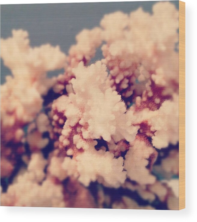 Coral Wood Print featuring the photograph Coral #1 by Christy Beckwith