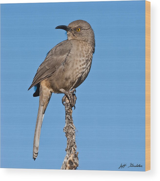 Animal Wood Print featuring the photograph Curve-Billed Thrasher by Jeff Goulden
