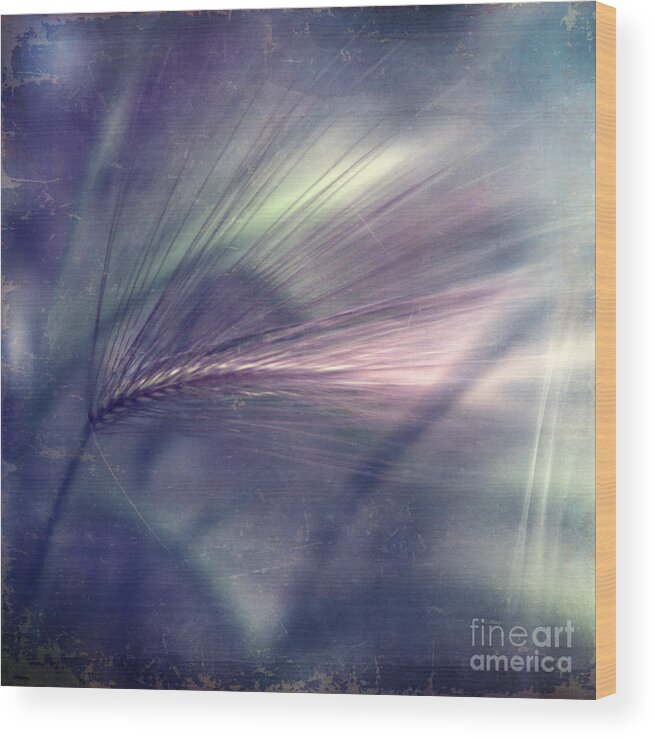 Foxtail Barley Wood Print featuring the photograph darkly series II #1 by Priska Wettstein