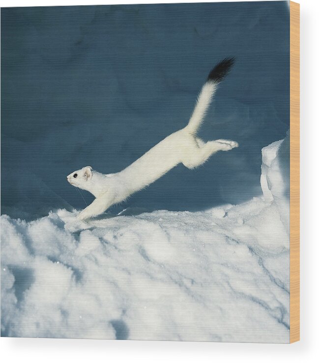 Animal Wood Print featuring the photograph Ermine #1 by Ed Cesar