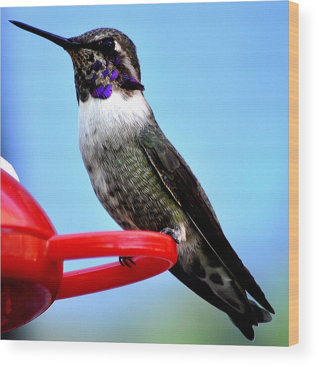 Hummingbird Wood Print featuring the photograph Male Anna On Perch by Jay Milo