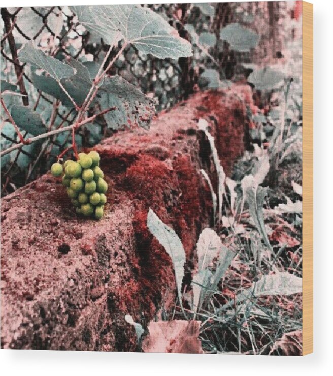 Beautiful Wood Print featuring the photograph Future #wine #grapevine #grapes #plant #1 by Vaivoda Vlad