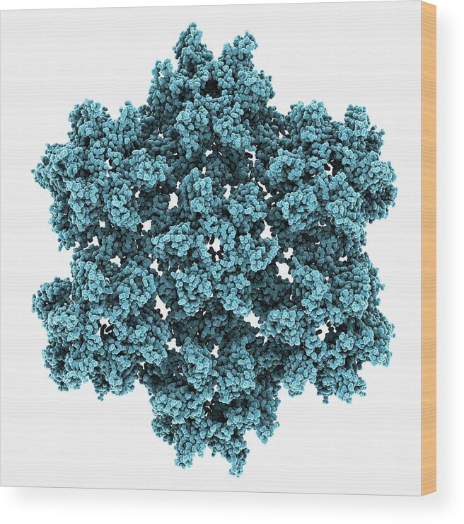 Hiv-1 Wood Print featuring the photograph Hiv-1 Capsid Structure #1 by Laguna Design