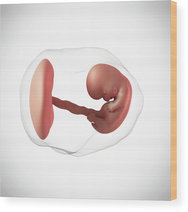 Artwork Wood Print featuring the photograph Human Embryo Age 8 Weeks #1 by Sebastian Kaulitzki/science Photo Library
