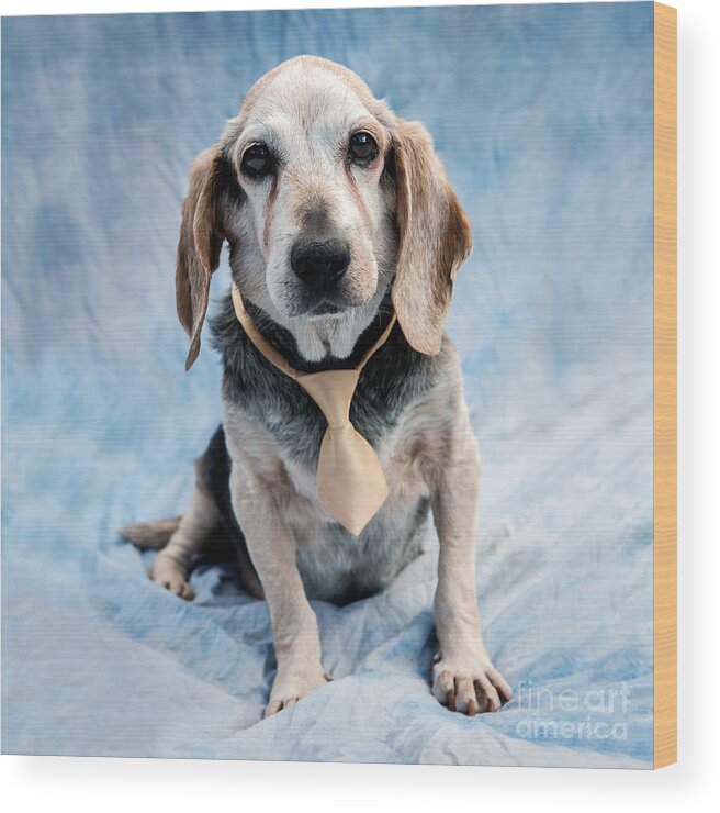 Beagle Wood Print featuring the photograph Kippy Beagle Senior by Iris Richardson