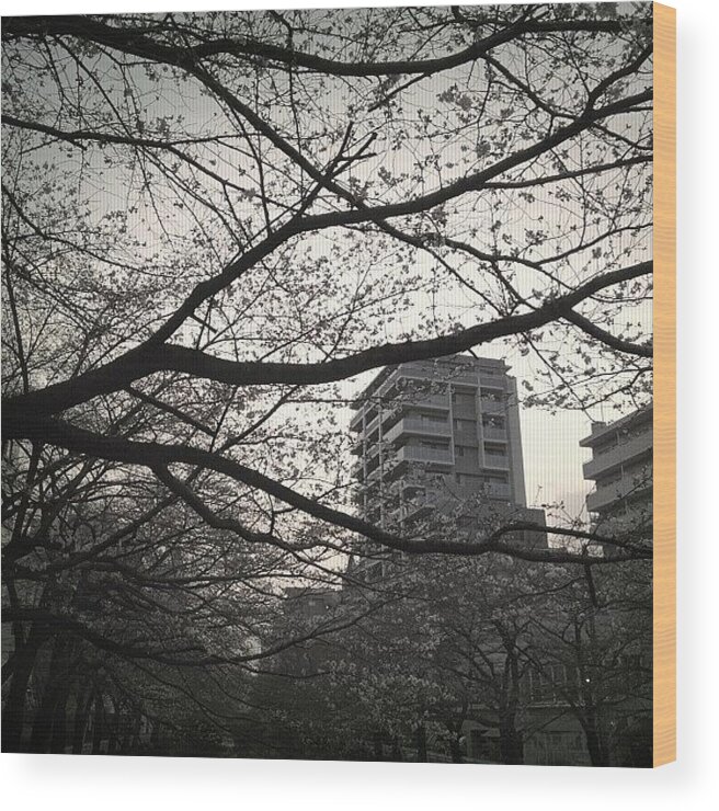 Landscape Wood Print featuring the photograph #landscape #cherryblossom #1 by Tokyo Sanpopo