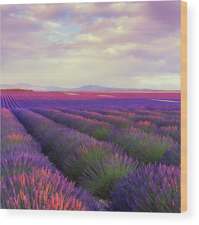 Dawn Wood Print featuring the photograph Lavender Field At Dusk by Mammuth
