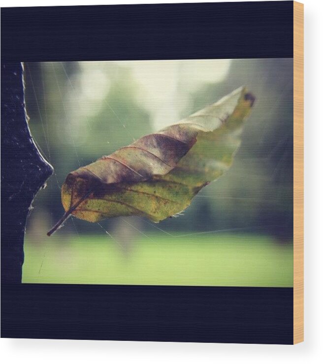 Your_perfect_day Wood Print featuring the photograph #leaveonlyleaves #nothingisordinary #1 by Heidi Cutter