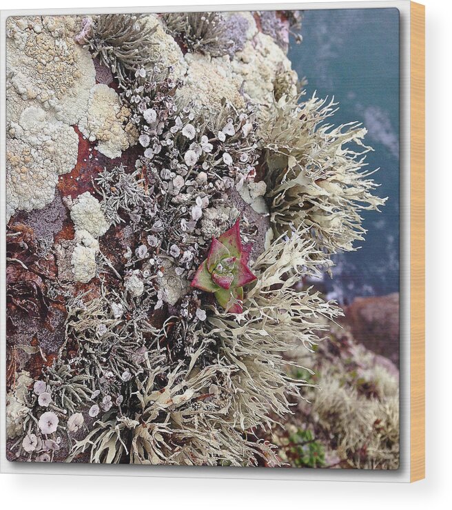 Photography Wood Print featuring the photograph Lichen1 #1 by Gregg Jabs