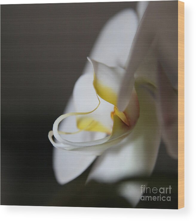 Flower Wood Print featuring the photograph Moon Orchid Magic by Neal Eslinger