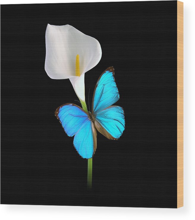 Calla Lilly Wood Print featuring the photograph Morpho On Calla by David Armstrong