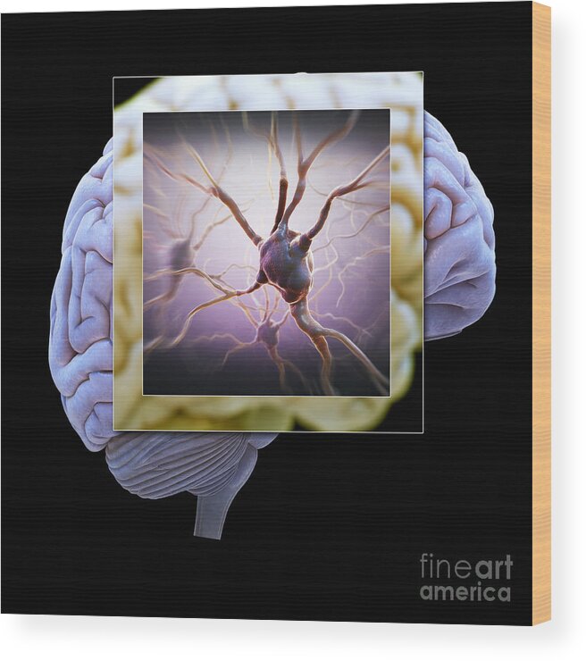 3d Visualization Wood Print featuring the photograph Neuron And Brain #2 by Science Picture Co