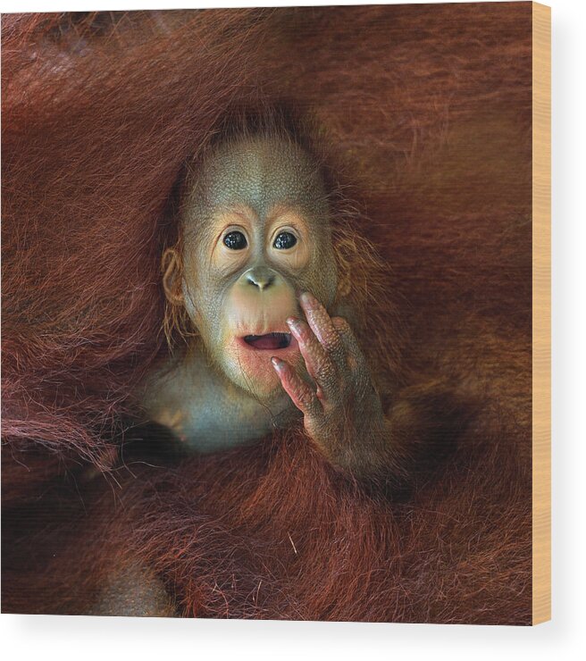Animal Themes Wood Print featuring the photograph Orang Utan #1 by By Toonman