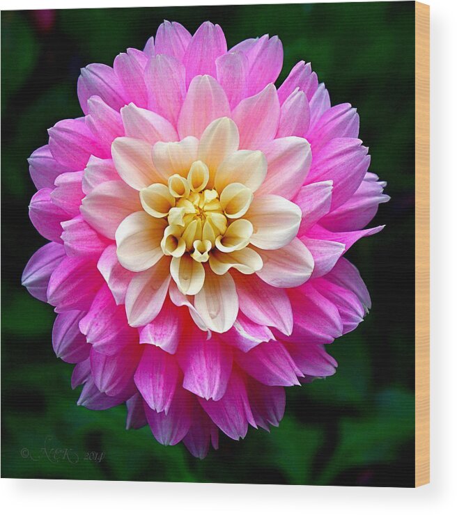 Dahlia Wood Print featuring the photograph Pink Dahlia #1 by Nick Kloepping