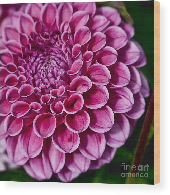 Dahlia Wood Print featuring the photograph Pink Dahlia #1 by Shirley Mangini