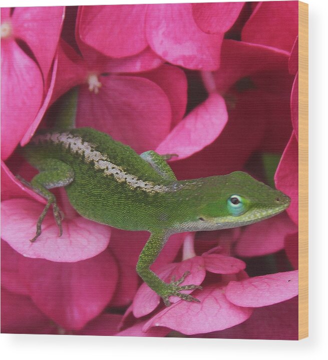 Flower Wood Print featuring the photograph Pink Hydrangea and Lizard 2 by Cathy Lindsey